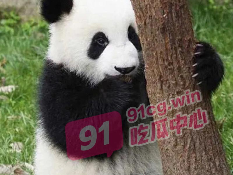 网红熊猫饲养员「发箍奶爸」 被曝睡粉至怀孕! 西直门三太子翻墙出门为了看奶爸草粉?独家草粉视频流出!