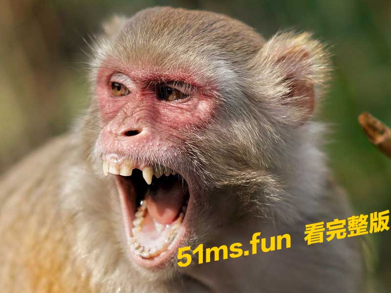 当人类跟猴子打架谁会赢真实对战分析人类智商完胜猴子还是猴子野性更强