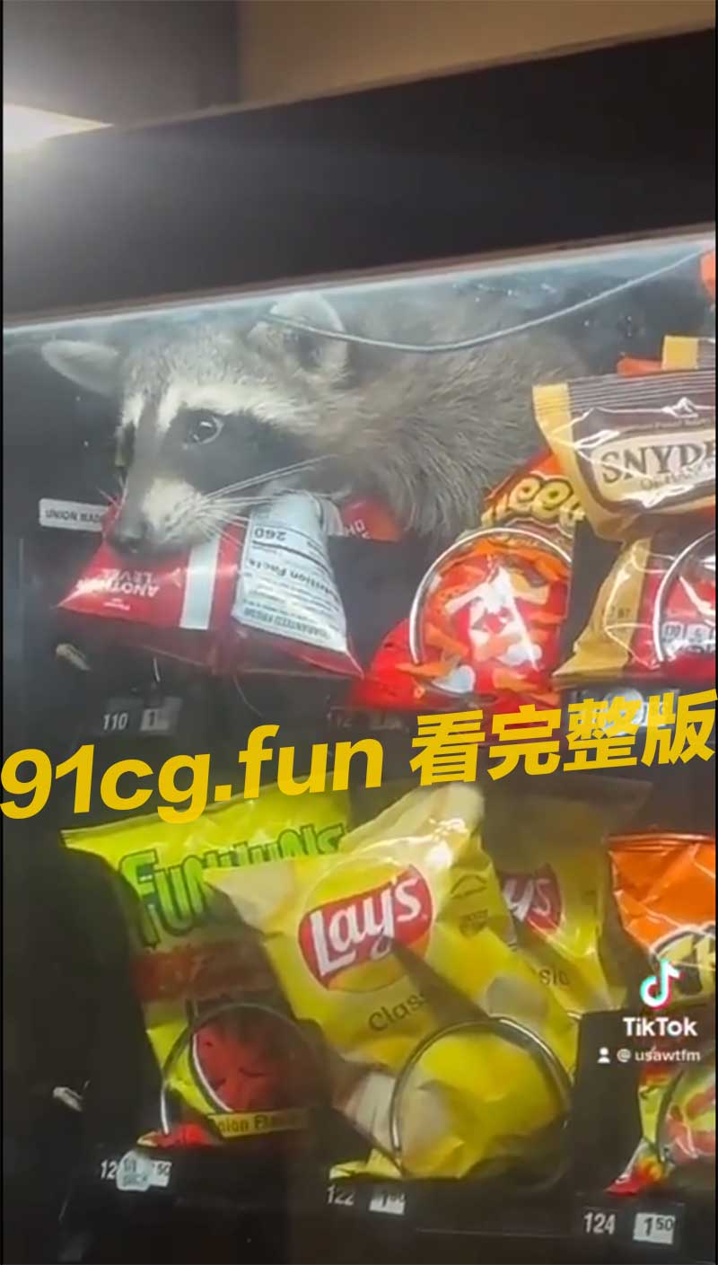 浣熊2.jpg