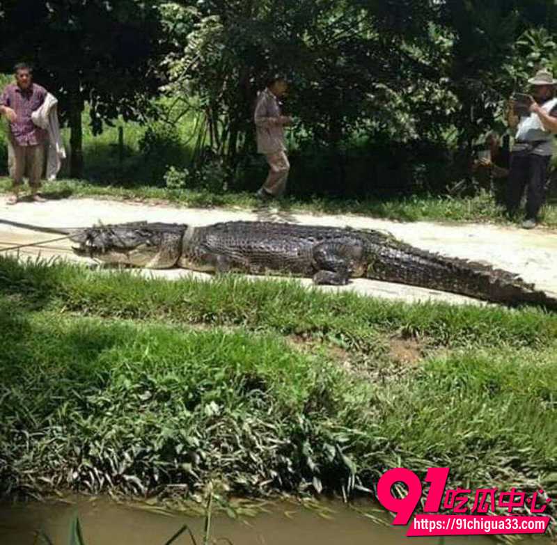 巨型鳄鱼吃人事件 7