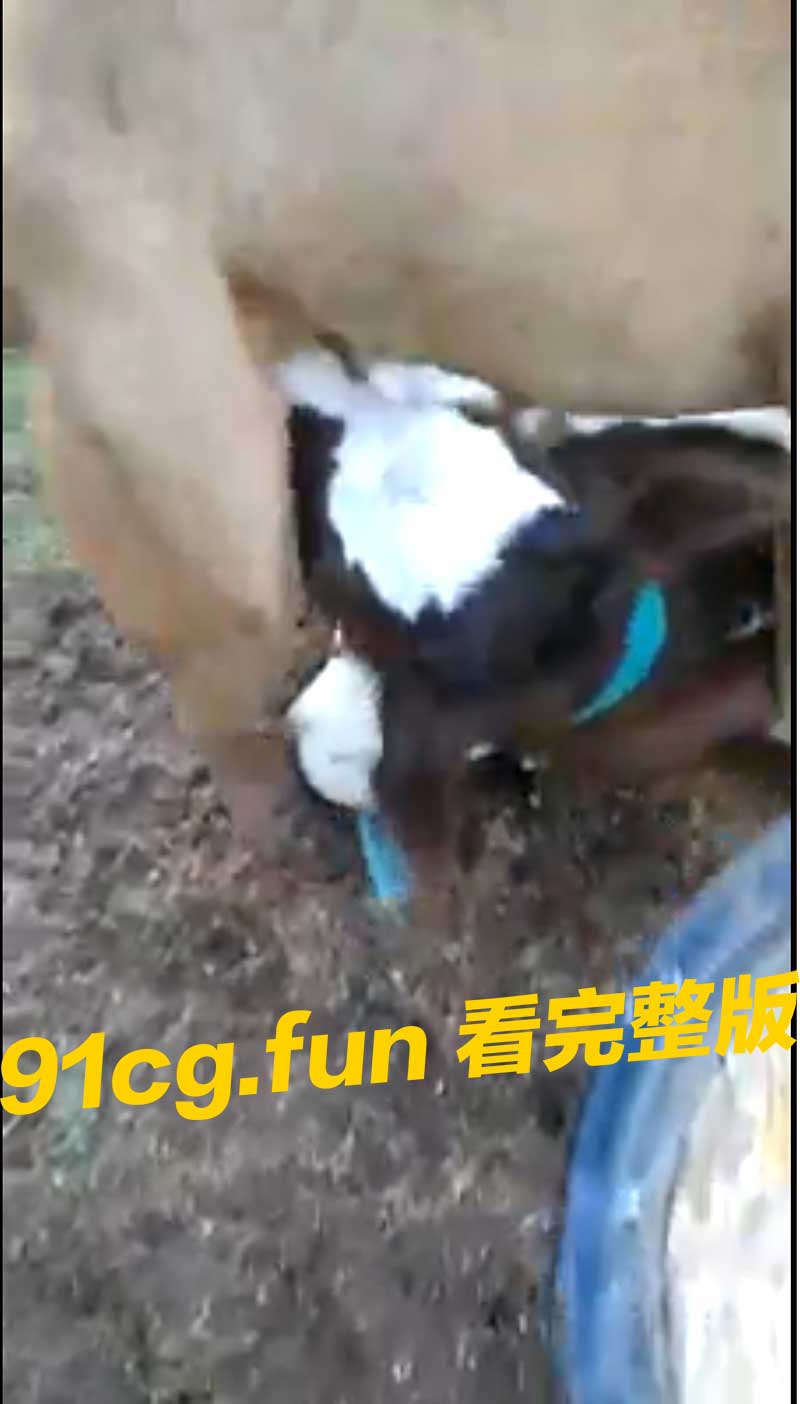 奶牛巨乳妹把这个当乳头玩弄舔吸挑逗极品奶牛玩乳高能自拍视频流出