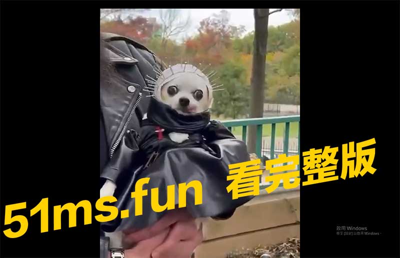 超吉摇滚 狗跟主人同一款哈哈