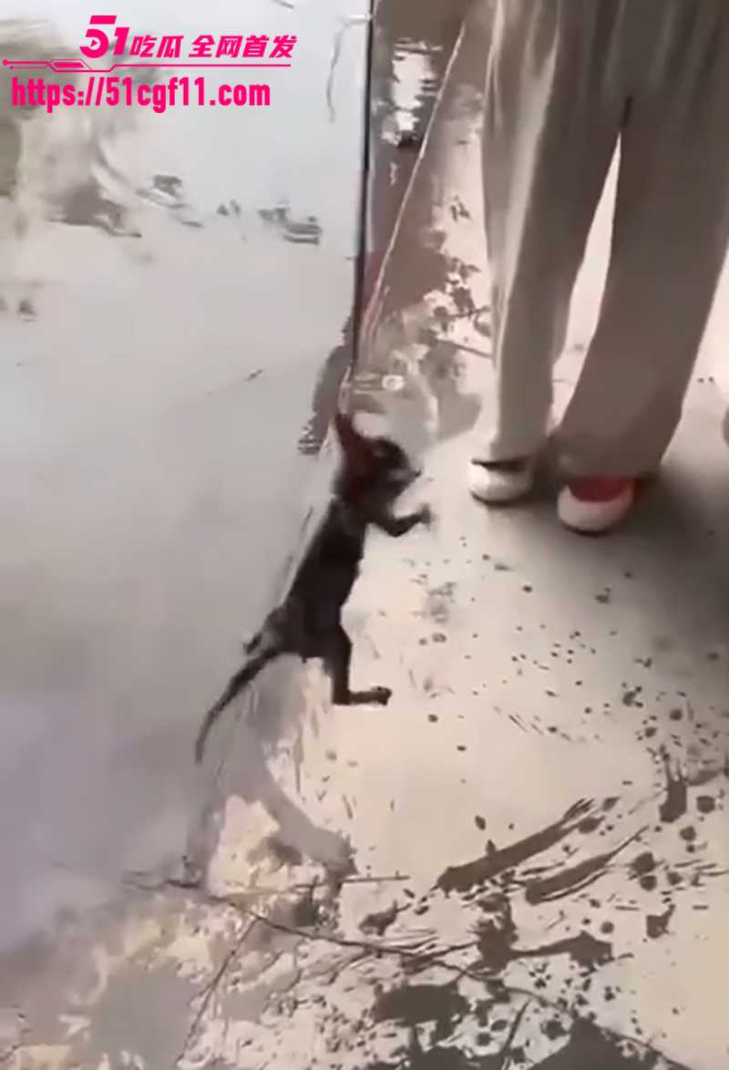 快手两个女生虐猫 10 拷贝