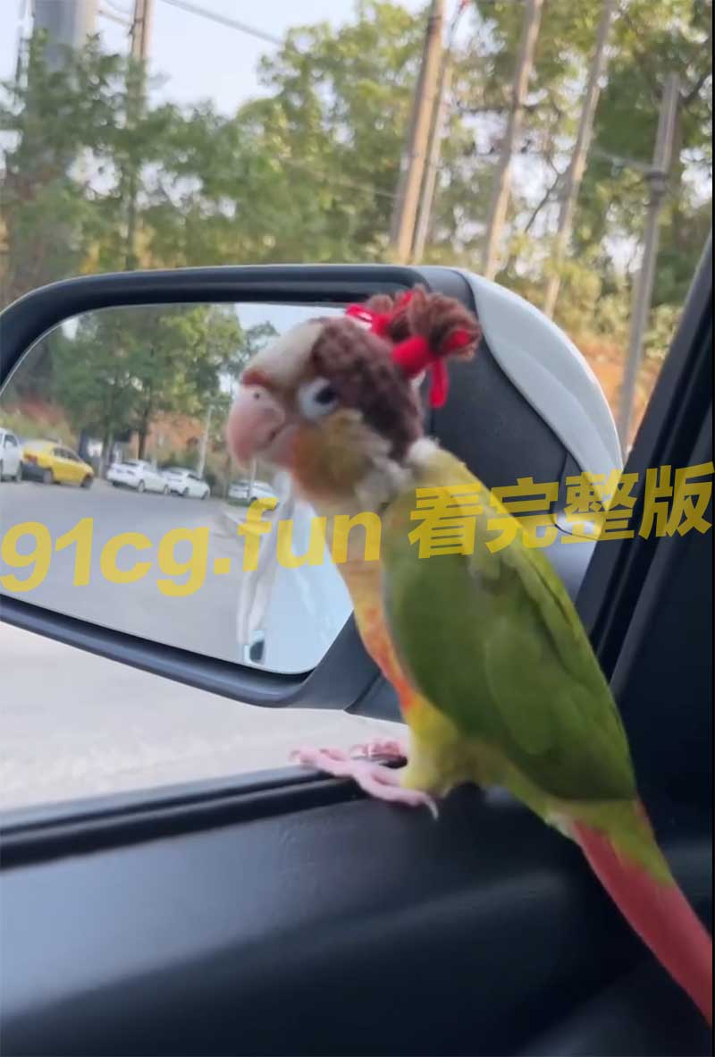 车主戴帽子照镜子自恋萌萌哒 鹦鹉突然说我可爱吗 搞笑反差视频