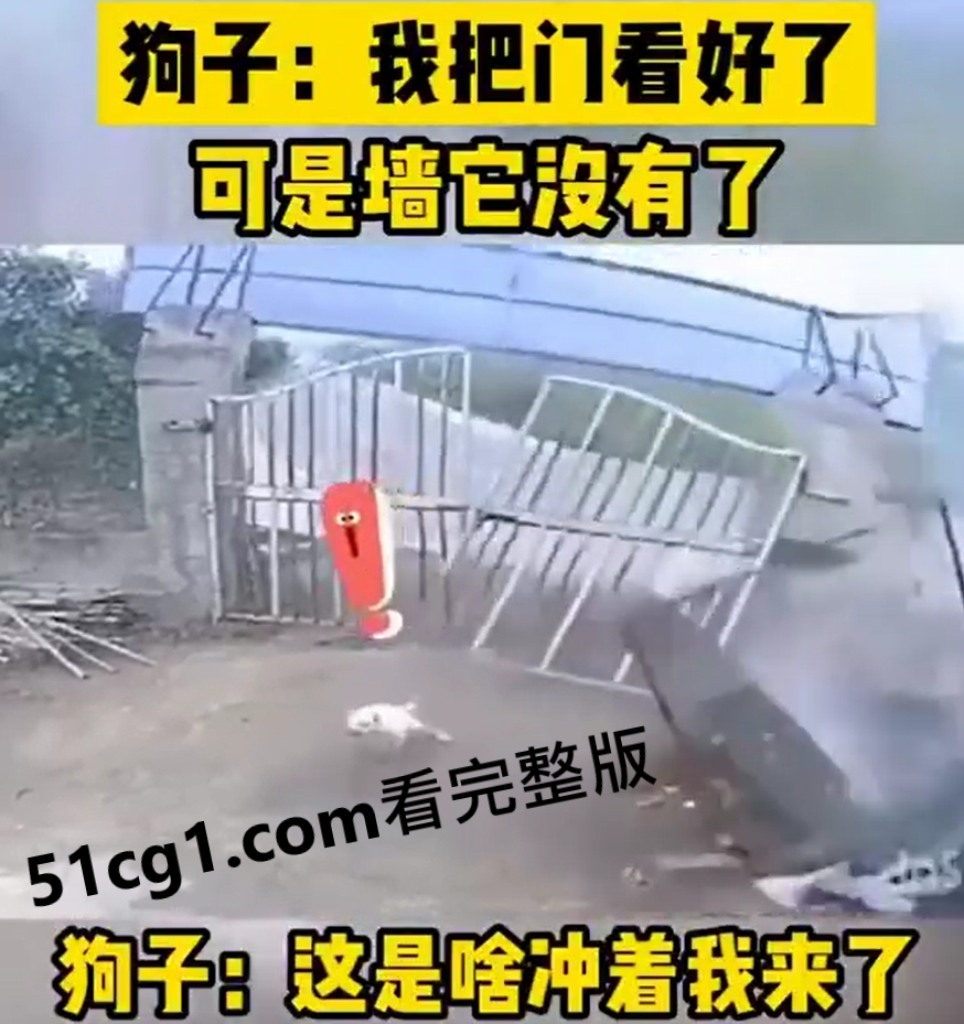 #狗子 #车祸 看门行，墙看不住啊