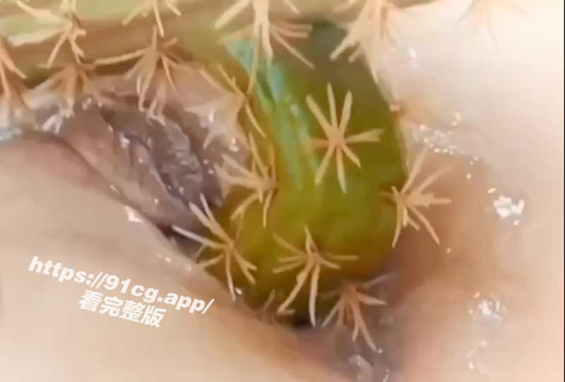 重口刺激！粗长刺硬仙人掌深入湿逼叶多尖刺抽插痛爽高潮