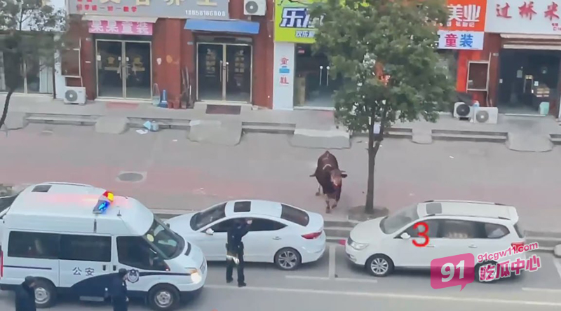 安徽淮北濉溪县肉牛发疯撞人 警察发射两枪居然一点事都没有 这牛是真牛逼啊！ 配图2