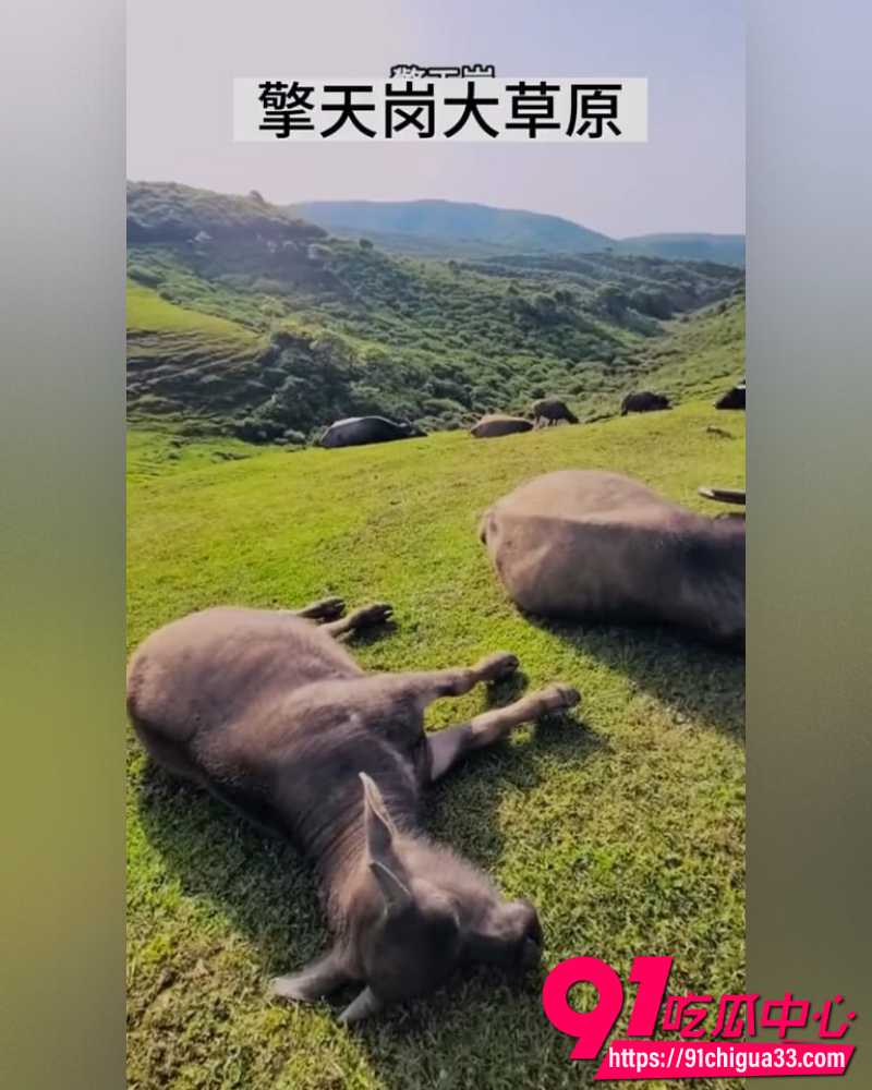 台湾阳明山擎天岗直播事故 2 台湾阳明山擎天岗直播事故 2