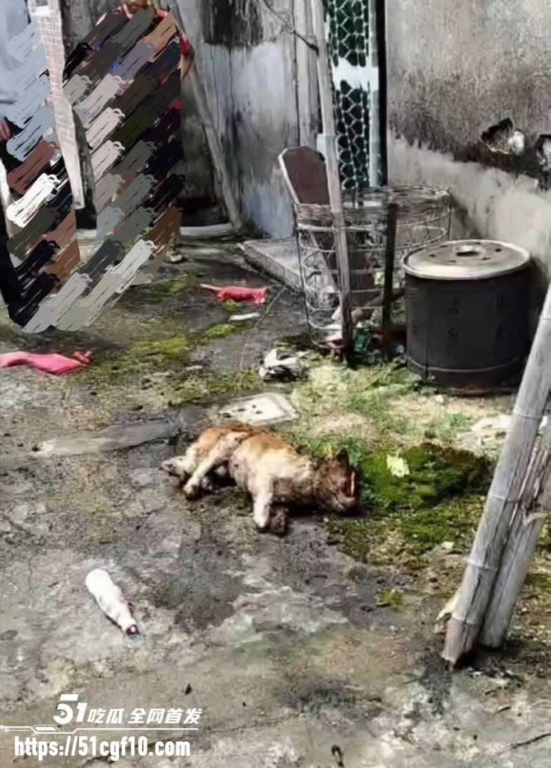 广东揭阳4人虐狗事件05 广东揭阳4人虐狗事件05