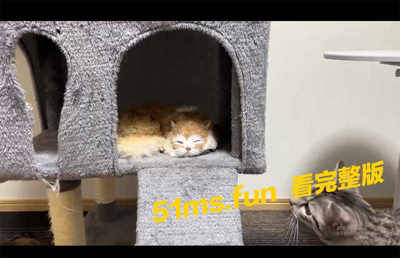 原来猫界也有霸凌 !